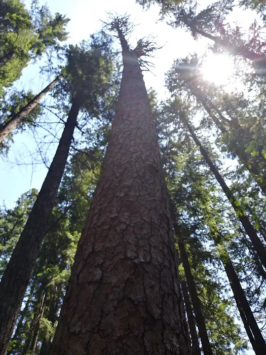 Big Pine Campground Picture 1