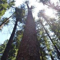 Big Pine Campground ico