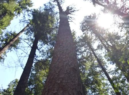 Big Pine Campground