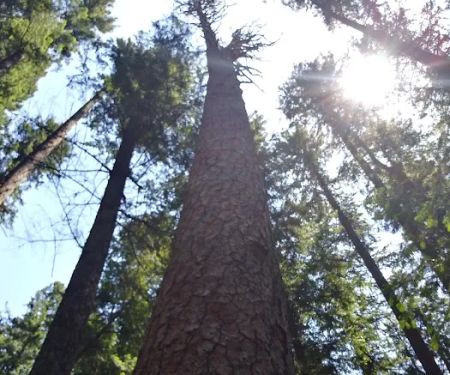Big Pine Campground