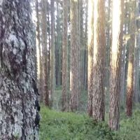 Elko Dispersed Camping ico
