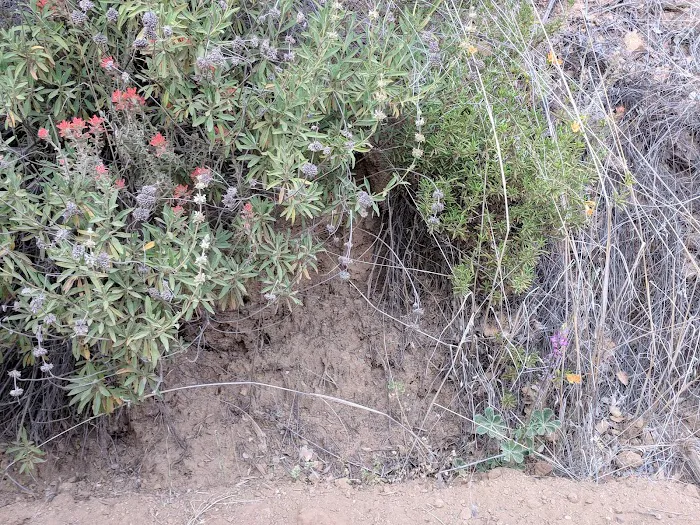 Escondido Campground Picture 9