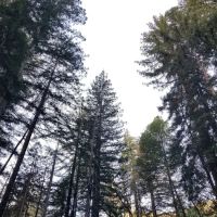 Vicente Flat Camp ico