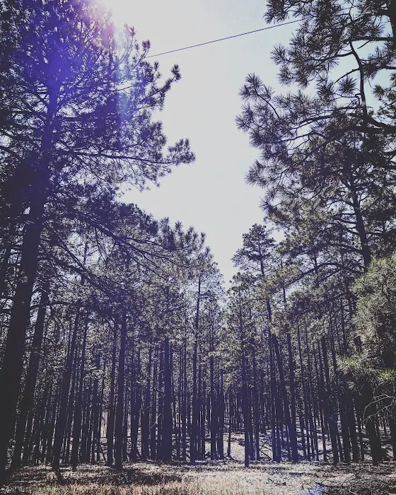 Ponderosa Group Campground Picture 6