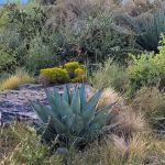 Cochiti Rec Area, Buffalo Grove Loop