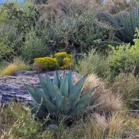 Cochiti Rec Area, Buffalo Grove Loop ico