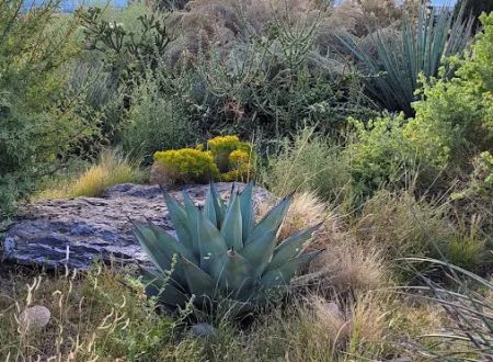 Cochiti Rec Area, Buffalo Grove Loop