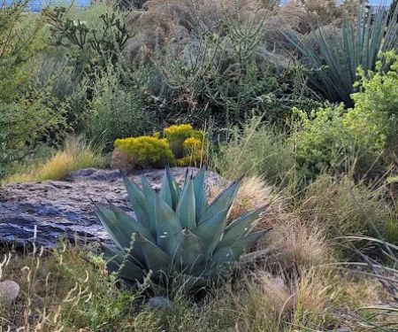 Cochiti Rec Area, Buffalo Grove Loop