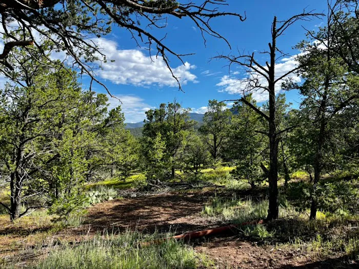 Santa Fe Tree-House Camp Picture 7