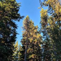 Chief Paulina Trailhead ico