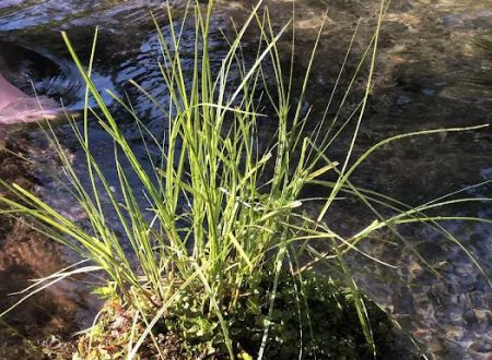 Inlet Campground