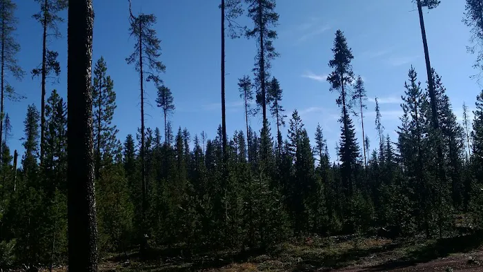 Thielsen Forest Camp Picture 4