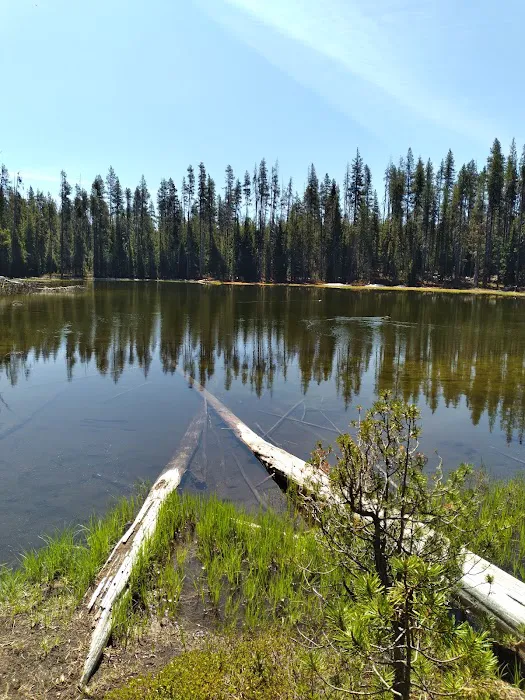 Thielsen Forest Camp Picture 1