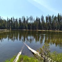 Thielsen Forest Camp ico