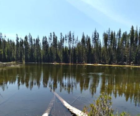Thielsen Forest Camp