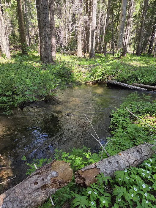 Thielsen Forest Camp Picture 7