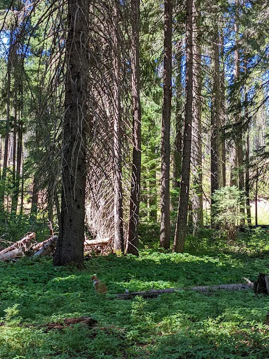 Thielsen Forest Camp Picture 8