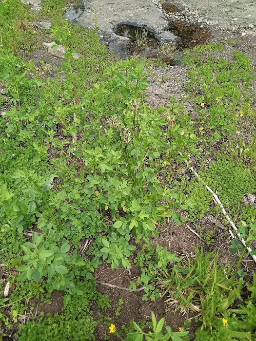 Three C Rock Campground Picture 6