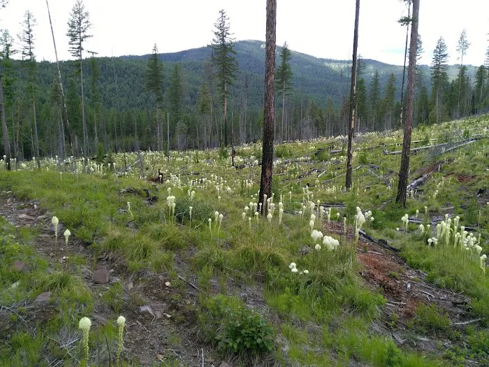 Fishtrap Lake Campground Picture 8