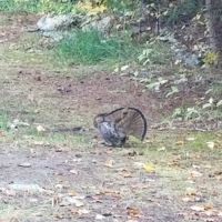 Kelly Forks Campground ico