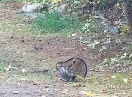 Kelly Forks Campground