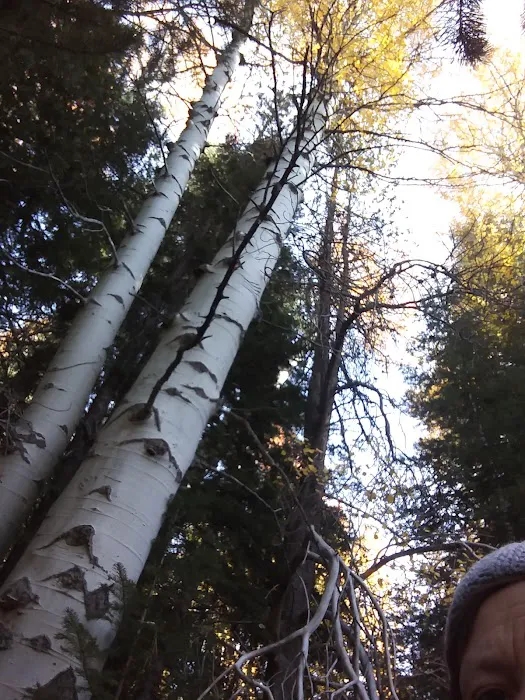 Scott Creek Campground Picture 1