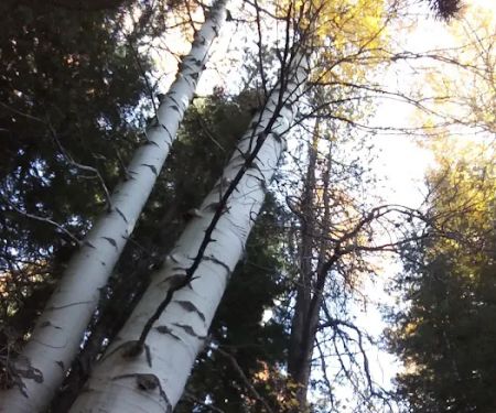 Scott Creek Campground