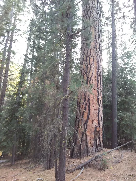 Scott Creek Campground Picture 5