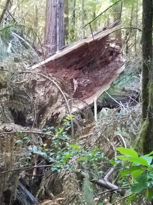 Laird Lake Campground Picture 6