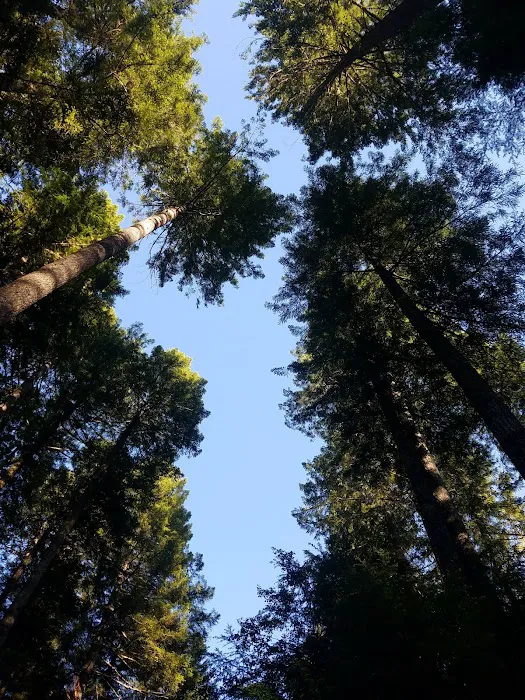 Laird Lake Campground Picture 5