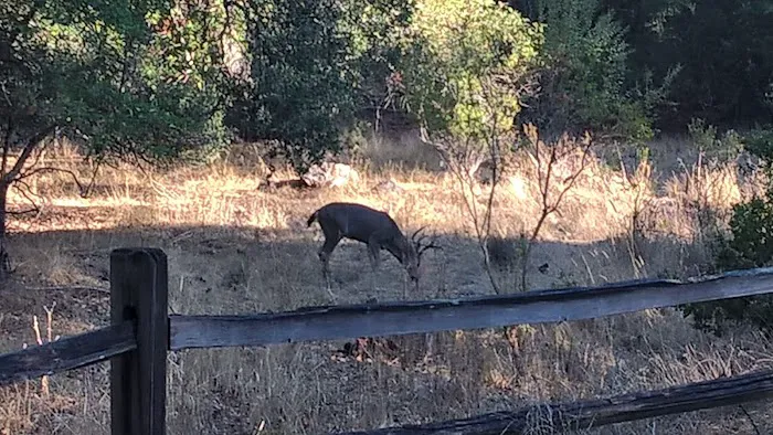 China Camp Campground Picture 7