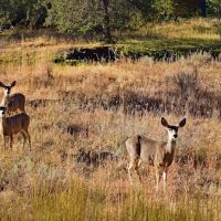 Wolf Creek Industrial Campground ico