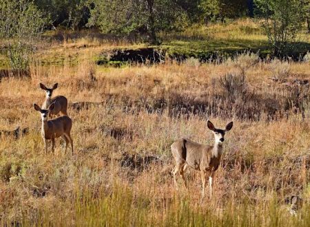 Wolf Creek Industrial Campground