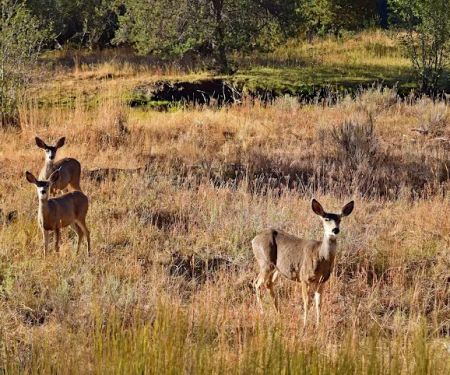 Wolf Creek Industrial Campground