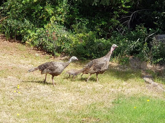 Bullards Beach State Park Campground Picture 7