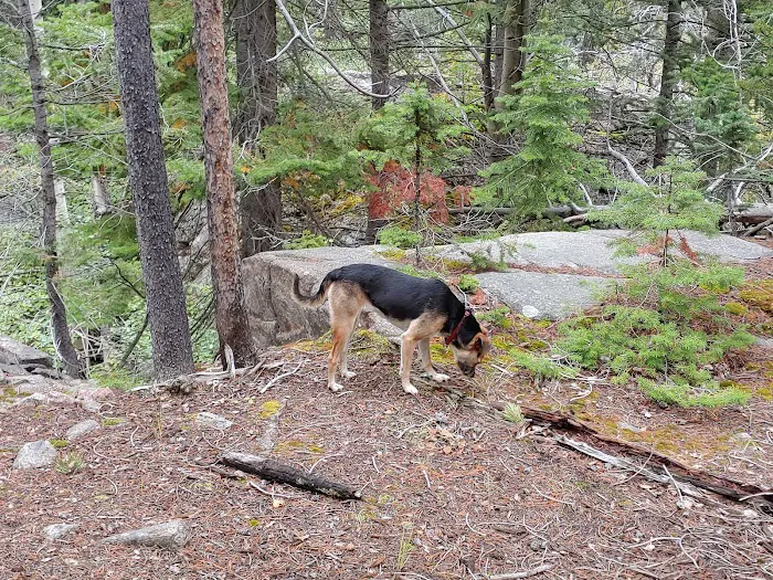 Cascade Creek Campground Picture 4