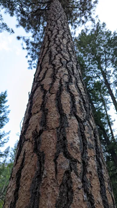 Cascade Creek Campground Picture 6