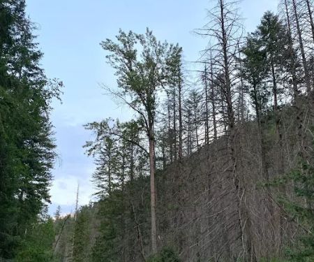 Trout Creek Campground
