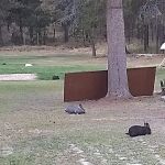 Moose Crossing Inc