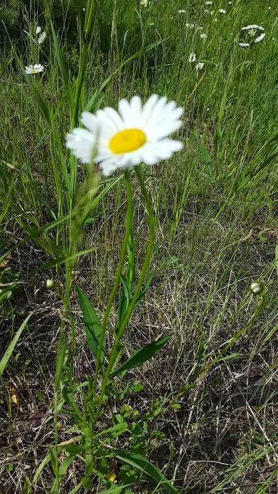 Spring Creek Campground Picture 4