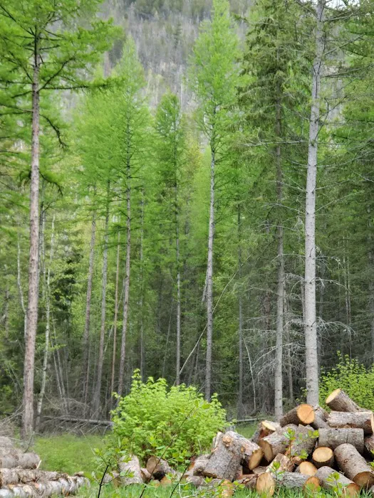 Birch Creek Recreation Area Picture 2