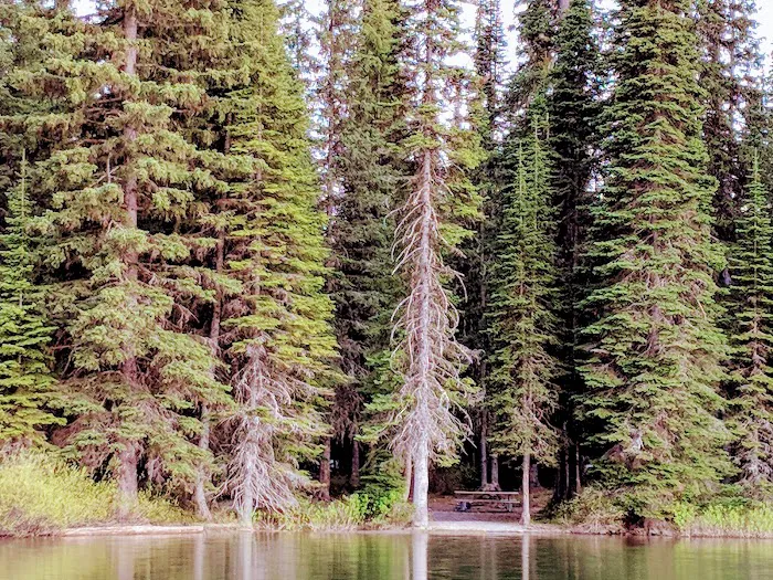 Upper Whitefish Campground Picture 9