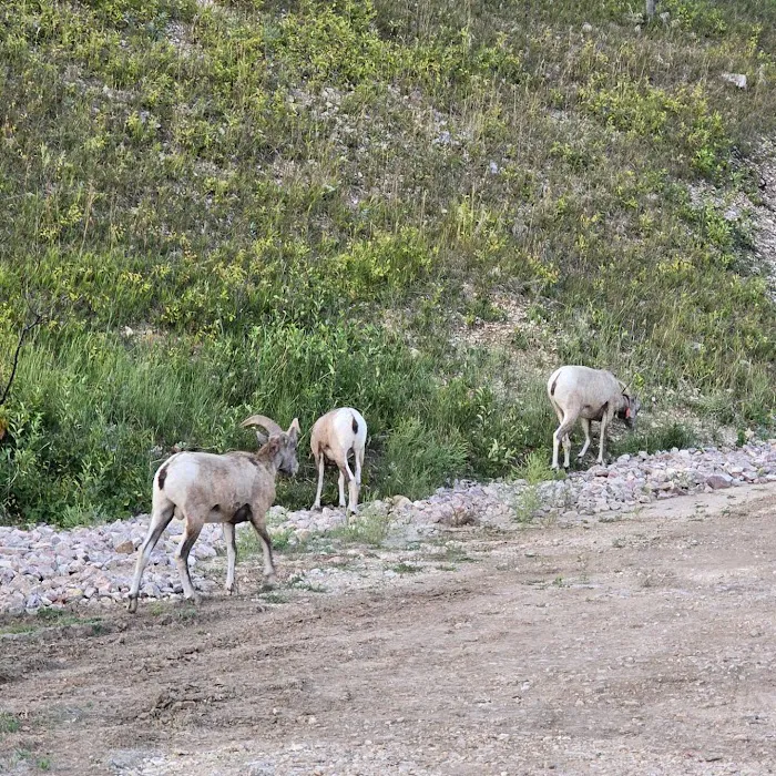 Sylvia Lake Campground Picture 5