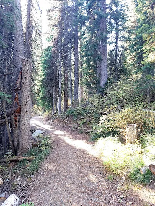 Therriault Lake Campground Picture 4