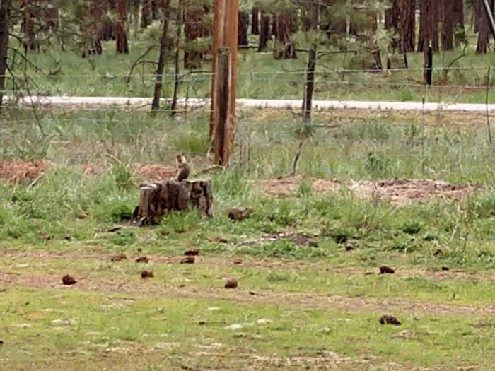 Quartz Flat Campground Picture 4