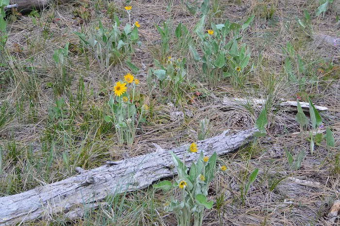Quartz Flat Campground Picture 2