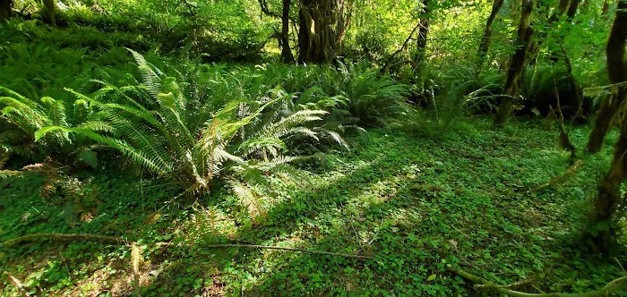 Sunshine Bar Campground Picture 1