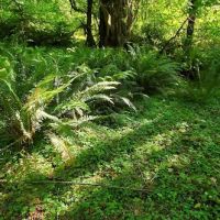 Sunshine Bar Campground ico
