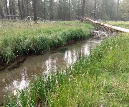 Willow Campground