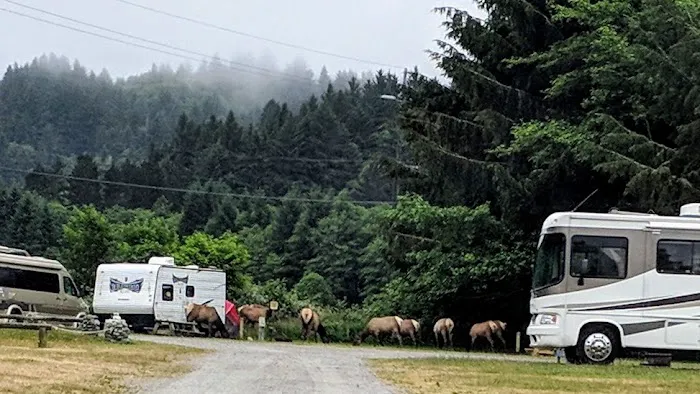 Elk River Campground Picture 1